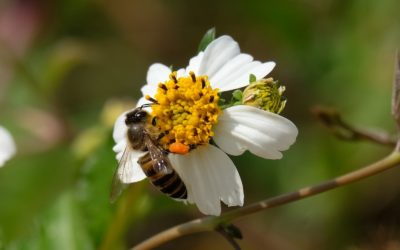 L&rsquo;ABEILLE