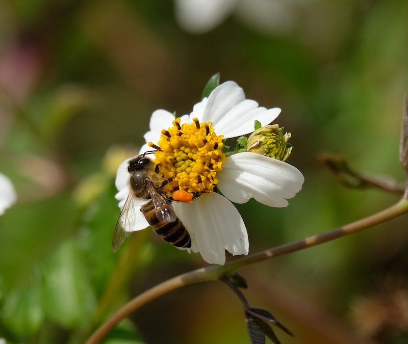 L&rsquo;ABEILLE