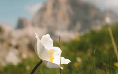 LES PLANTES MELLIFERES