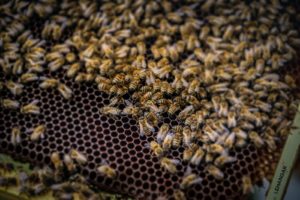 a bunch of bees that are in a beehive