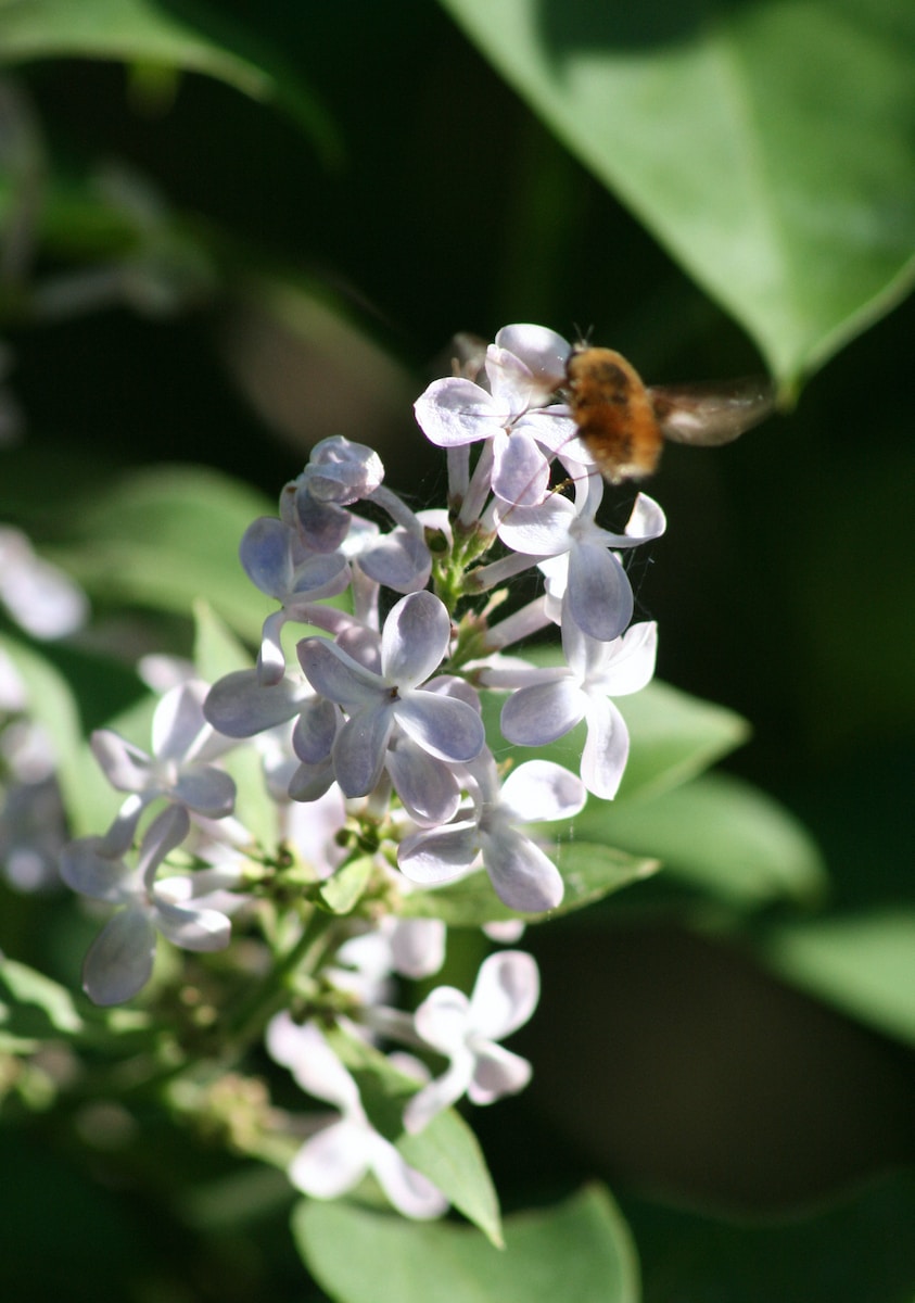 purple and white flower in tilt shift lens